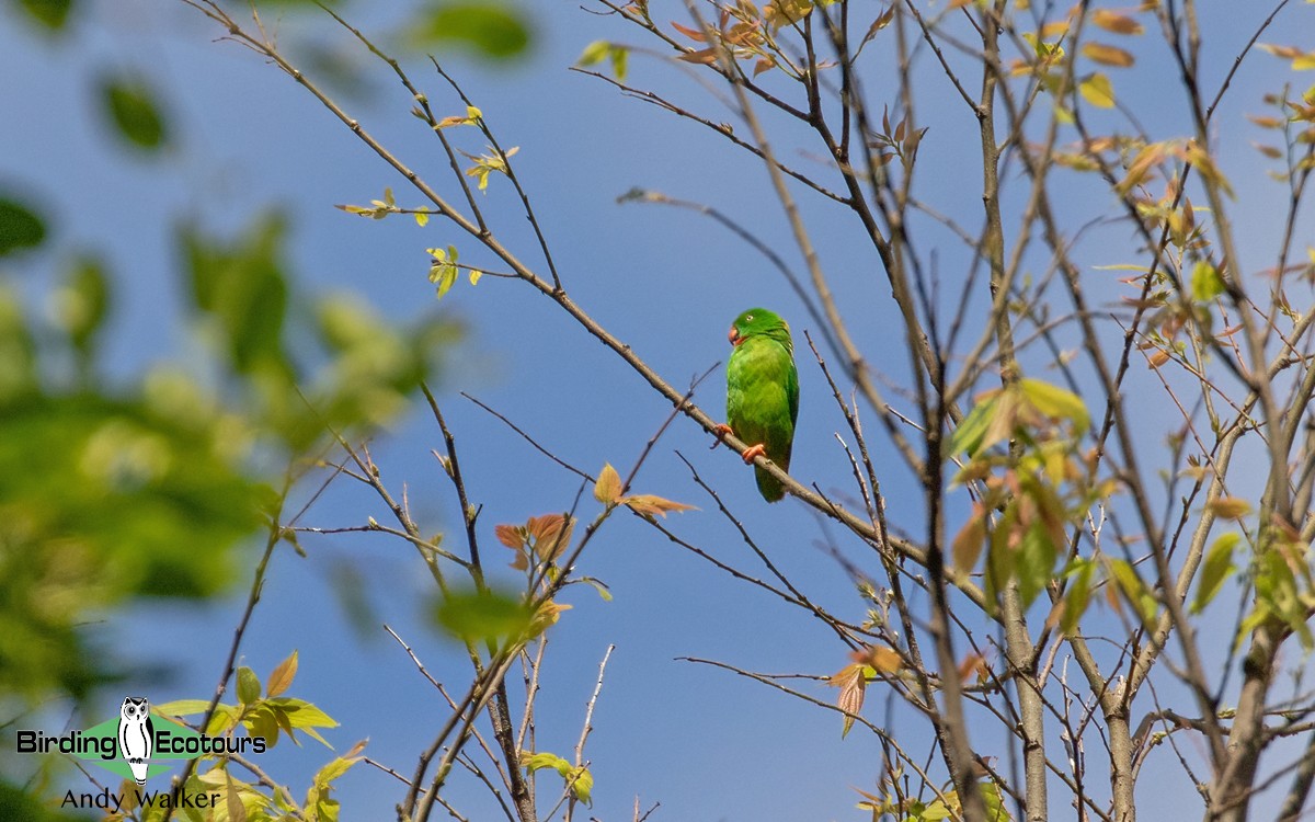 Wallace's Hanging-Parrot - Andy Walker - Birding Ecotours