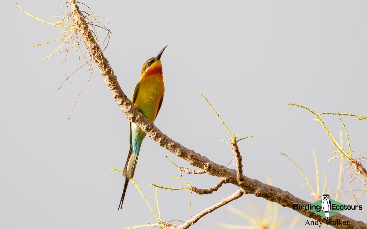Blue-tailed Bee-eater - ML372972161
