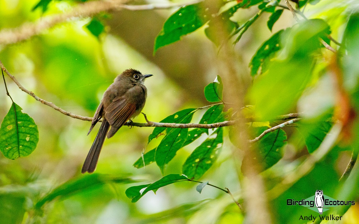 Brown-capped Fantail - Andy Walker - Birding Ecotours