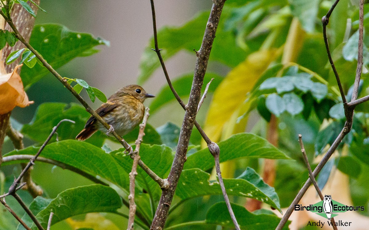 Rufous-chested Flycatcher - ML372973261