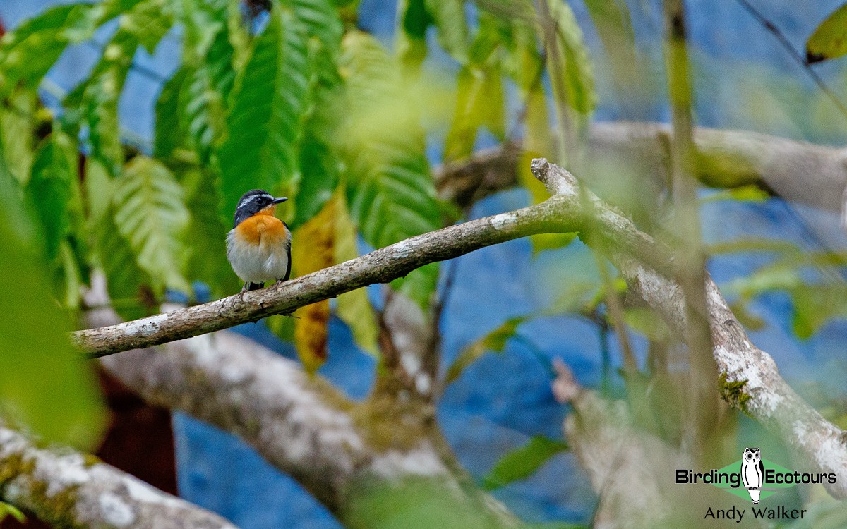 Rufous-chested Flycatcher - ML372973851