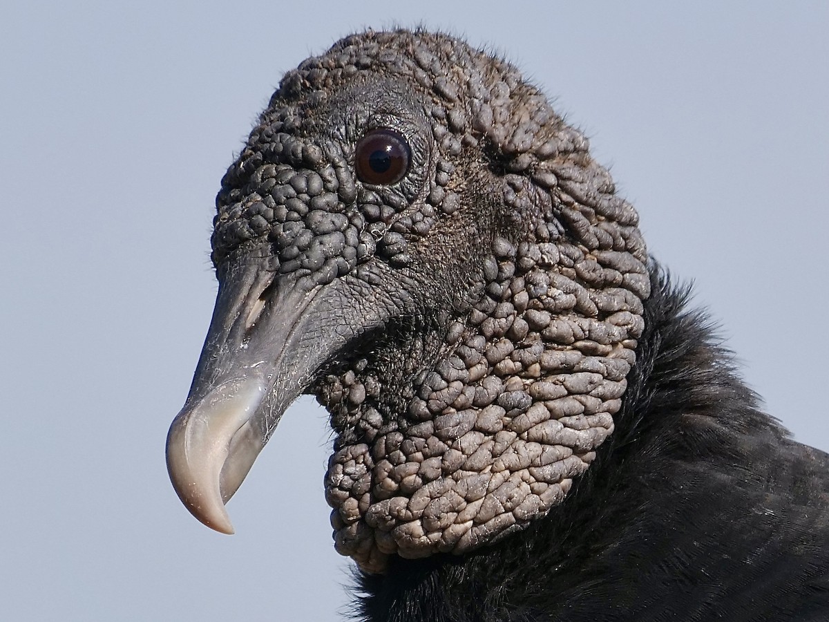 Black Vulture - ML372974211