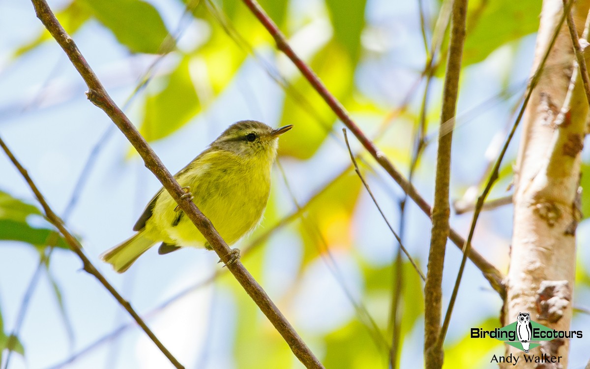 Timor Leaf Warbler (Flores) - Andy Walker - Birding Ecotours