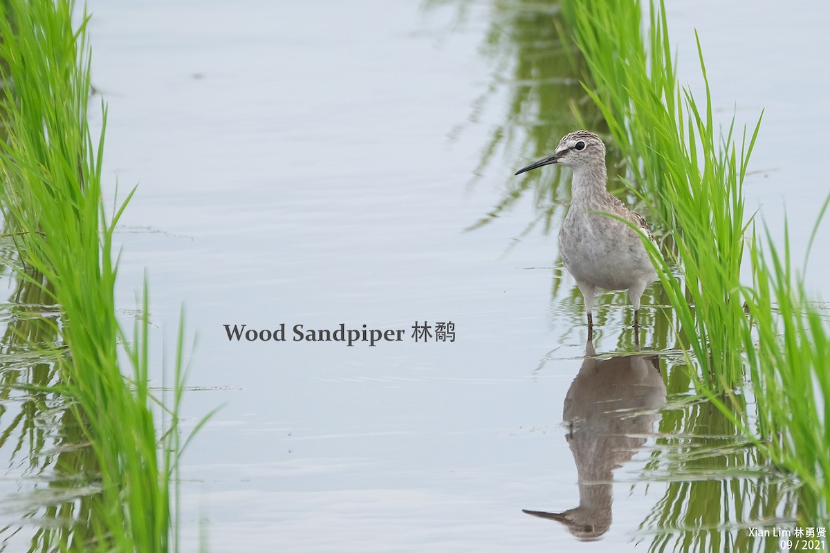 Wood Sandpiper - Lim Ying Hien