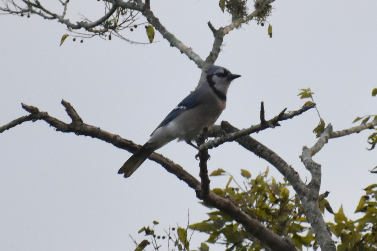 Blue Jay - Claire H