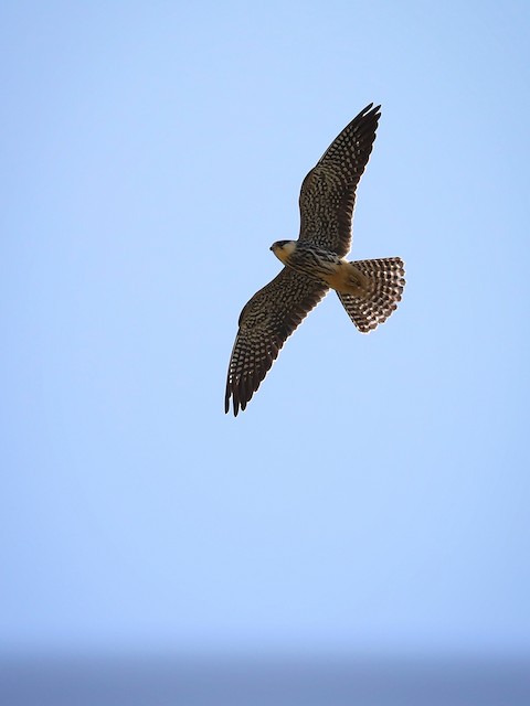 <em class="SciName notranslate">F. s. streichi</em>&nbsp;ventral in-flight view - Eurasian Hobby - 