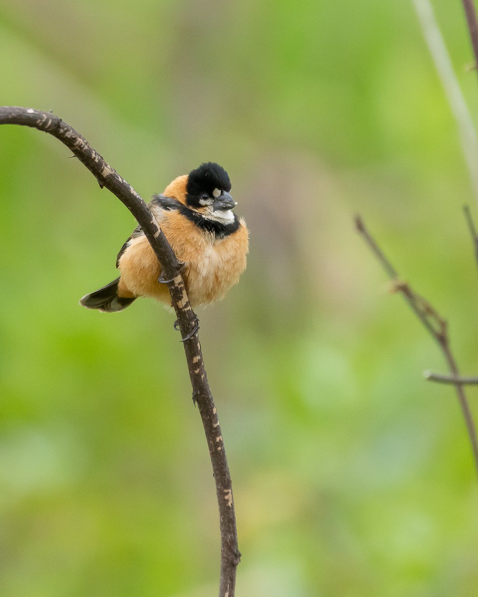 Rusty-collared Seedeater - ML372989551