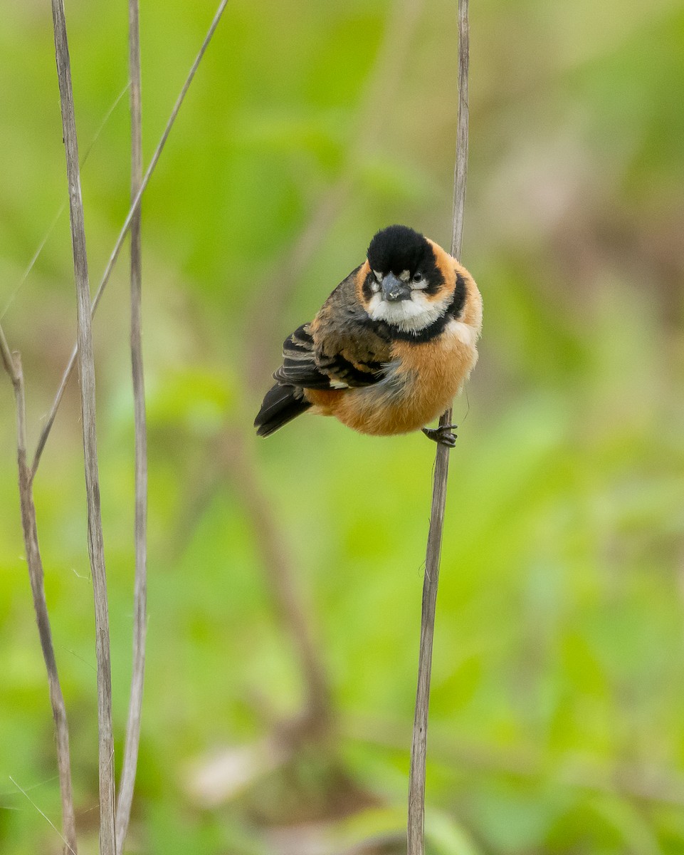 Rusty-collared Seedeater - ML372989561