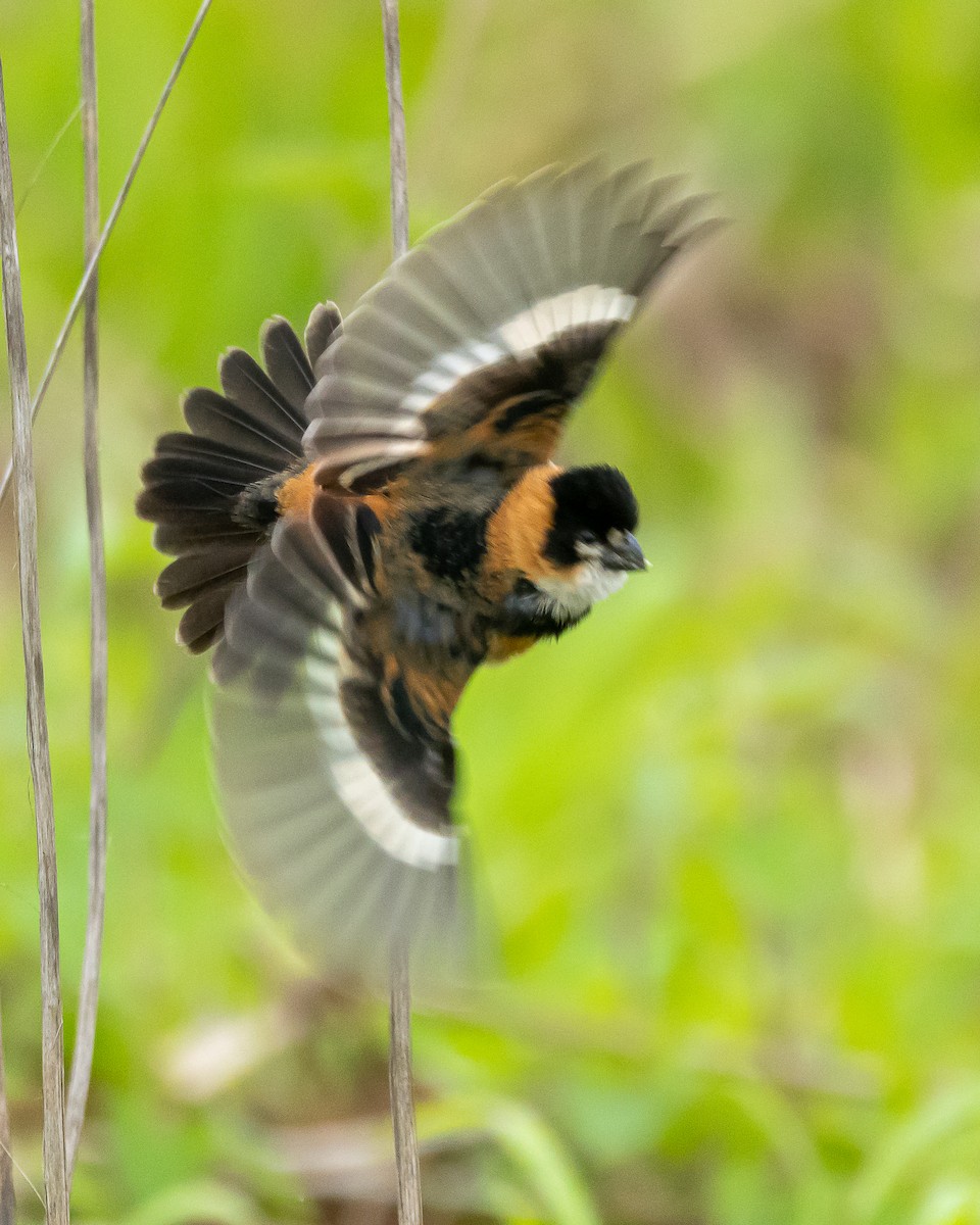 Rusty-collared Seedeater - ML372989591