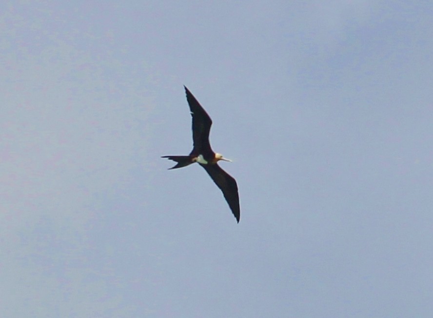 Christmas Island Frigatebird - ML37299021