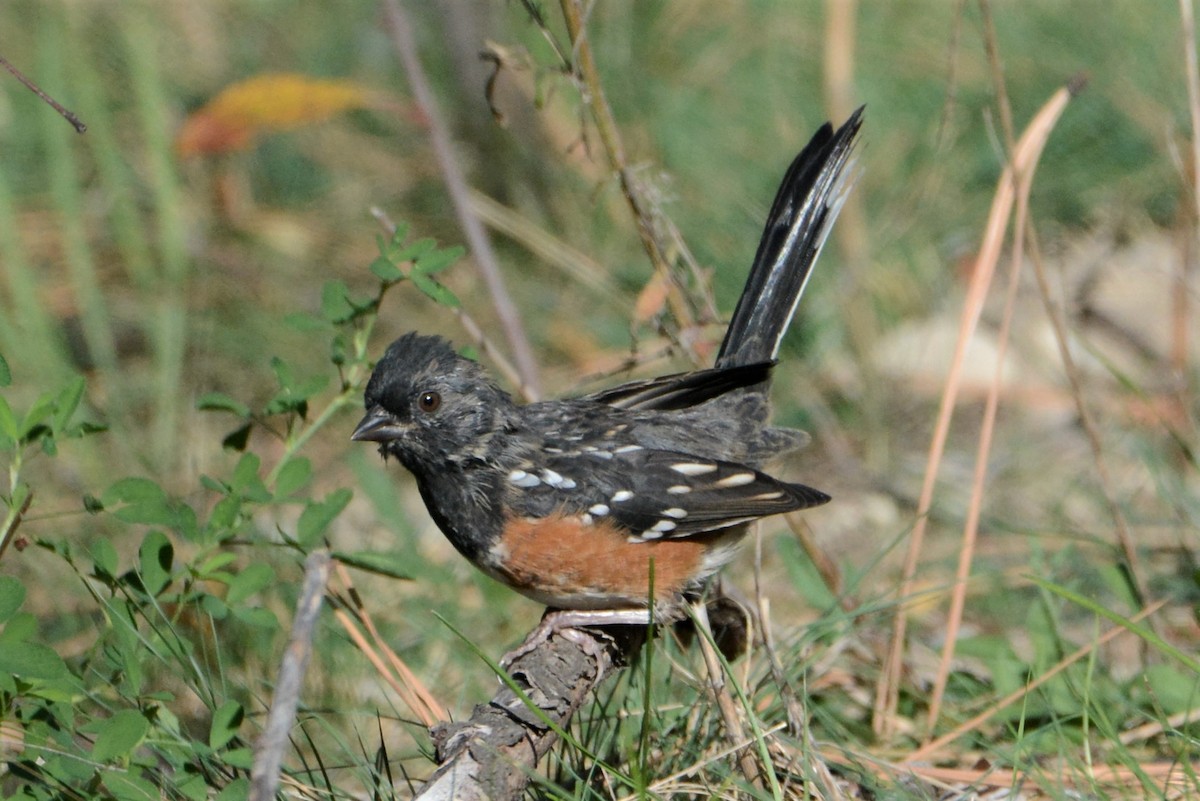 Spotted Towhee - ML372997541