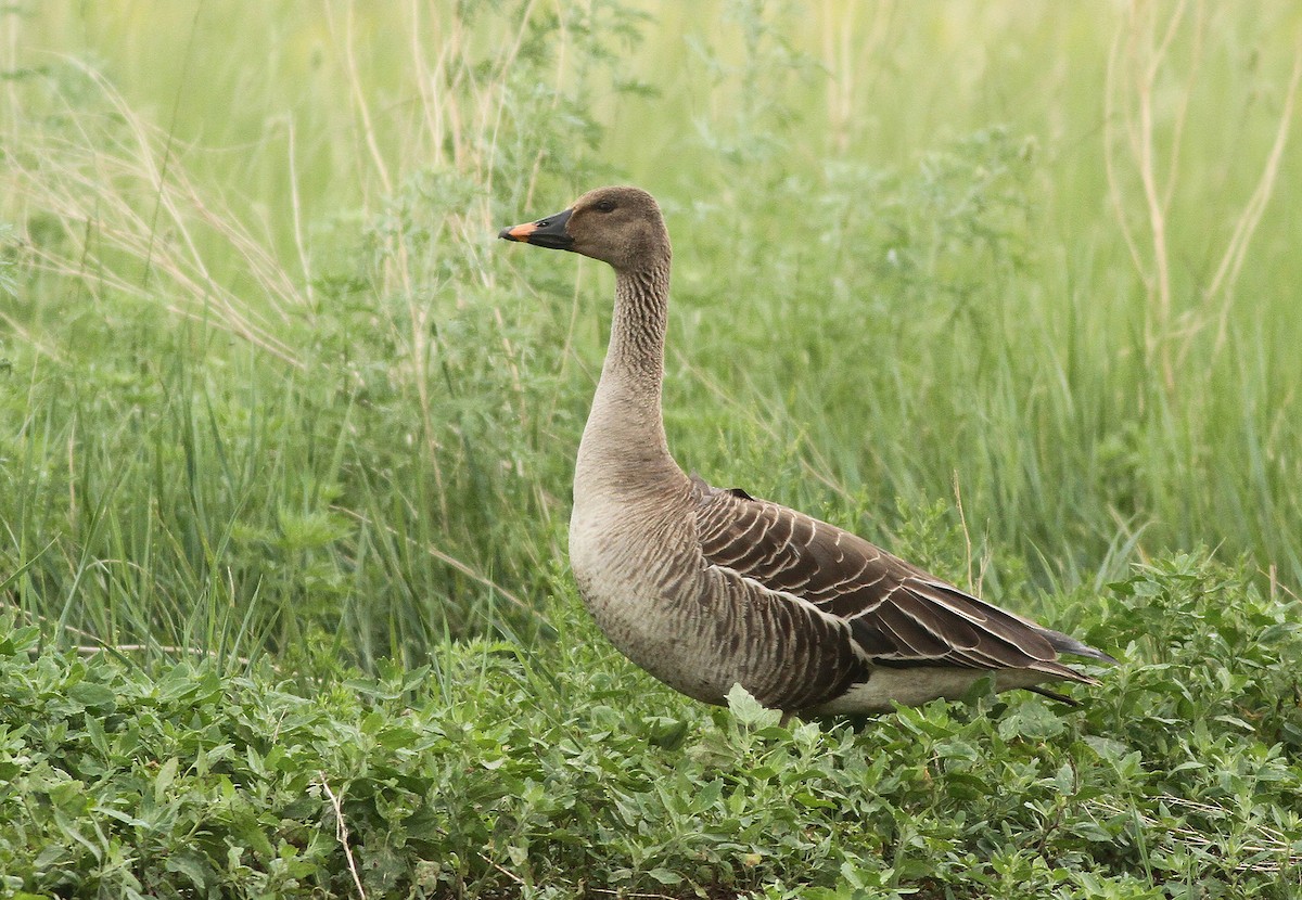 Taiga Bean-Goose - Jeremiah Trimble