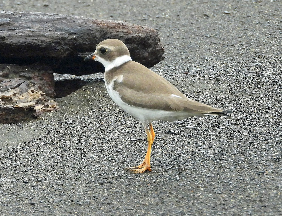 Semipalmated Plover - ML373010991