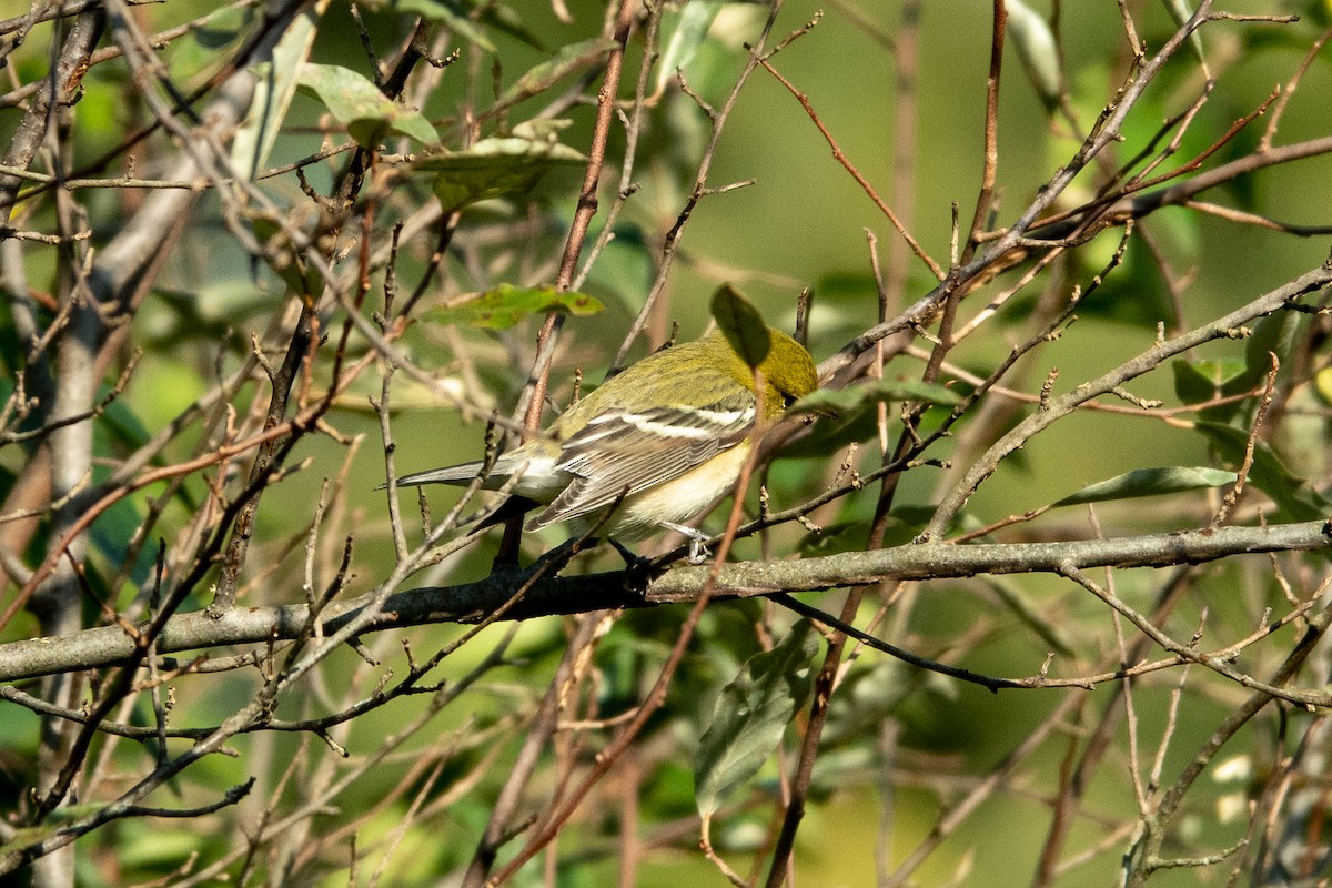Bay-breasted Warbler - ML373013731