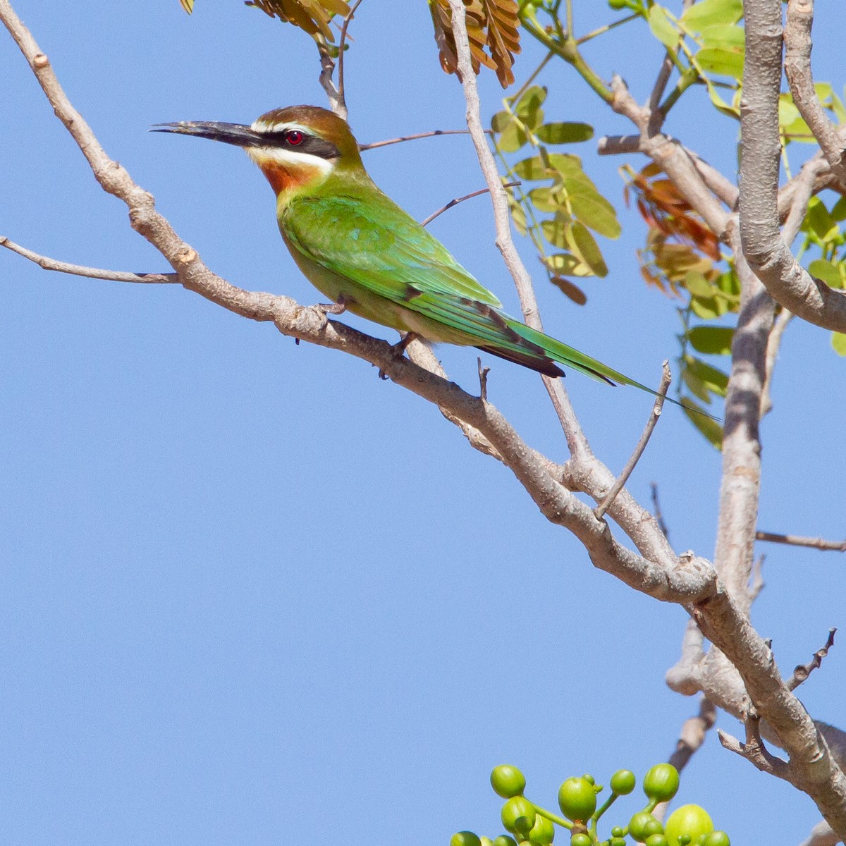Madagascar Bee-eater - ML373018301