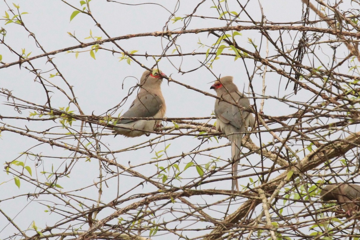 Red-faced Mousebird - Charles Davies