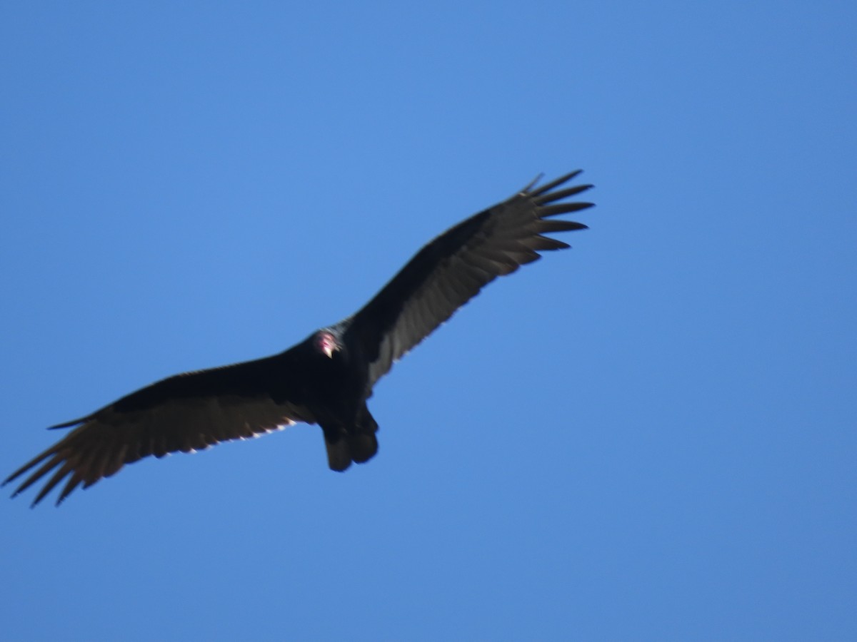 Turkey Vulture - ML373035871
