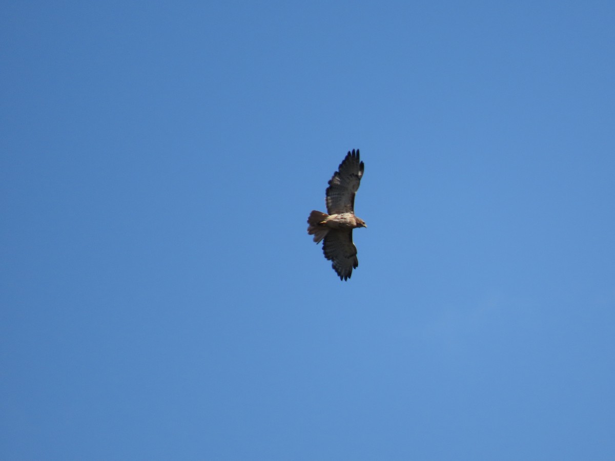 Red-tailed Hawk - ML373035921