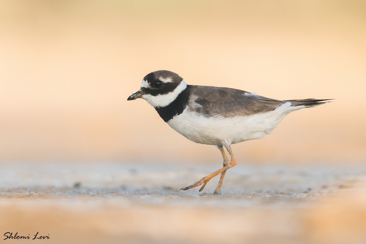 Common Ringed Plover - ML373037951