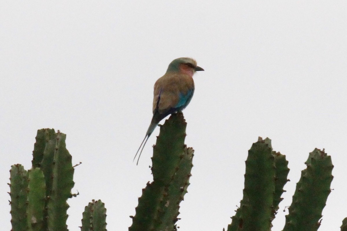 Lilac-breasted Roller - Charles Davies