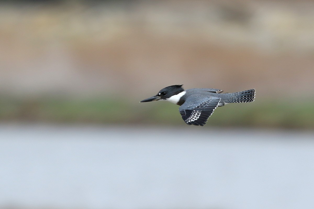 Belted Kingfisher - ML373040241