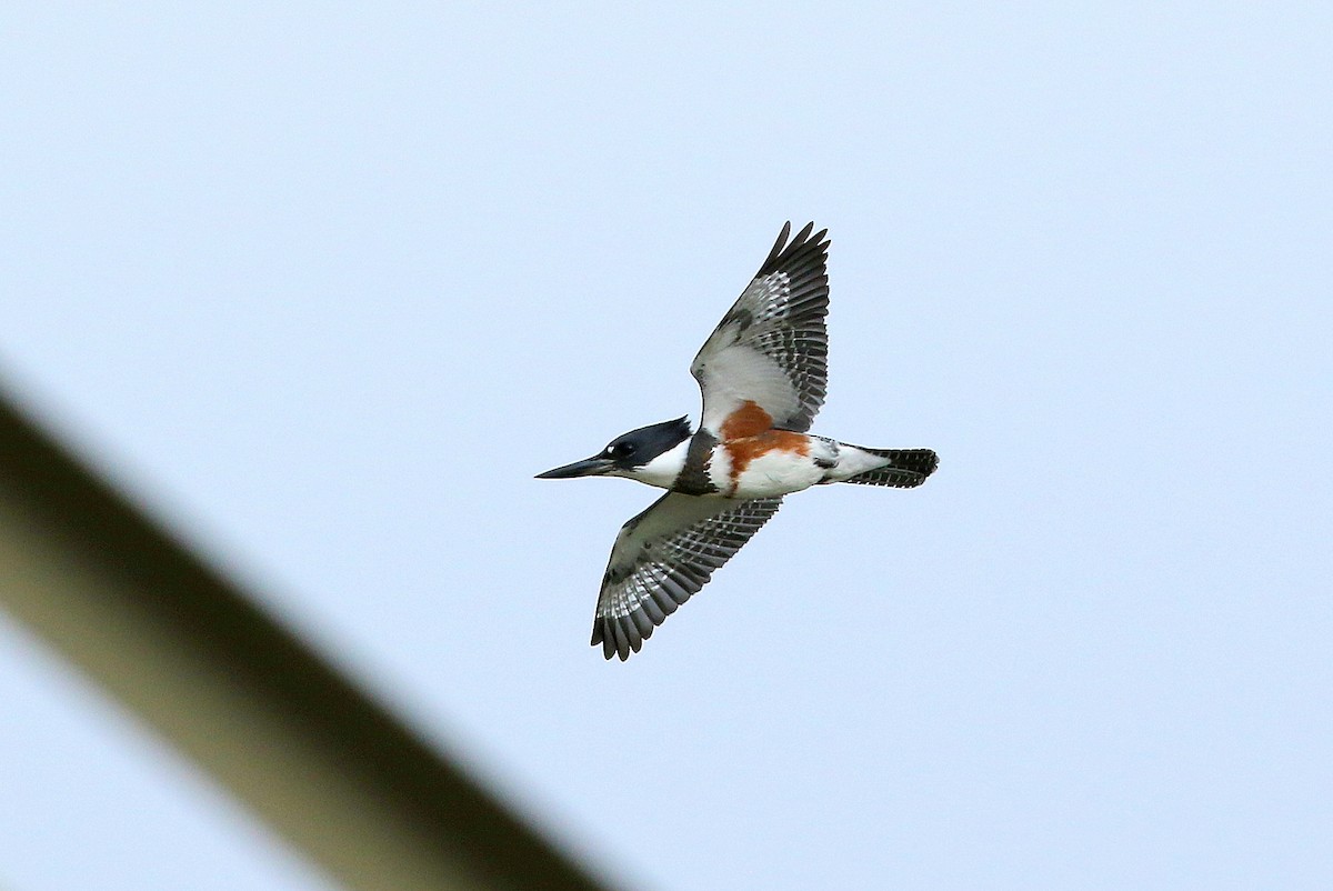 Belted Kingfisher - ML373040251