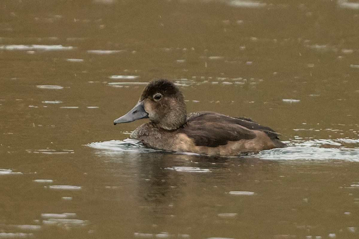 Ring-necked Duck - Kyle Blaney