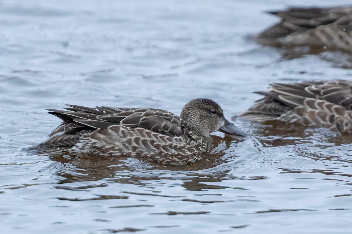 Green-winged Teal - ML373044661