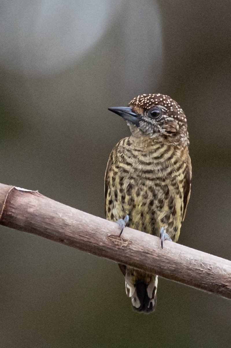 Bar-breasted Piculet - ML373046801