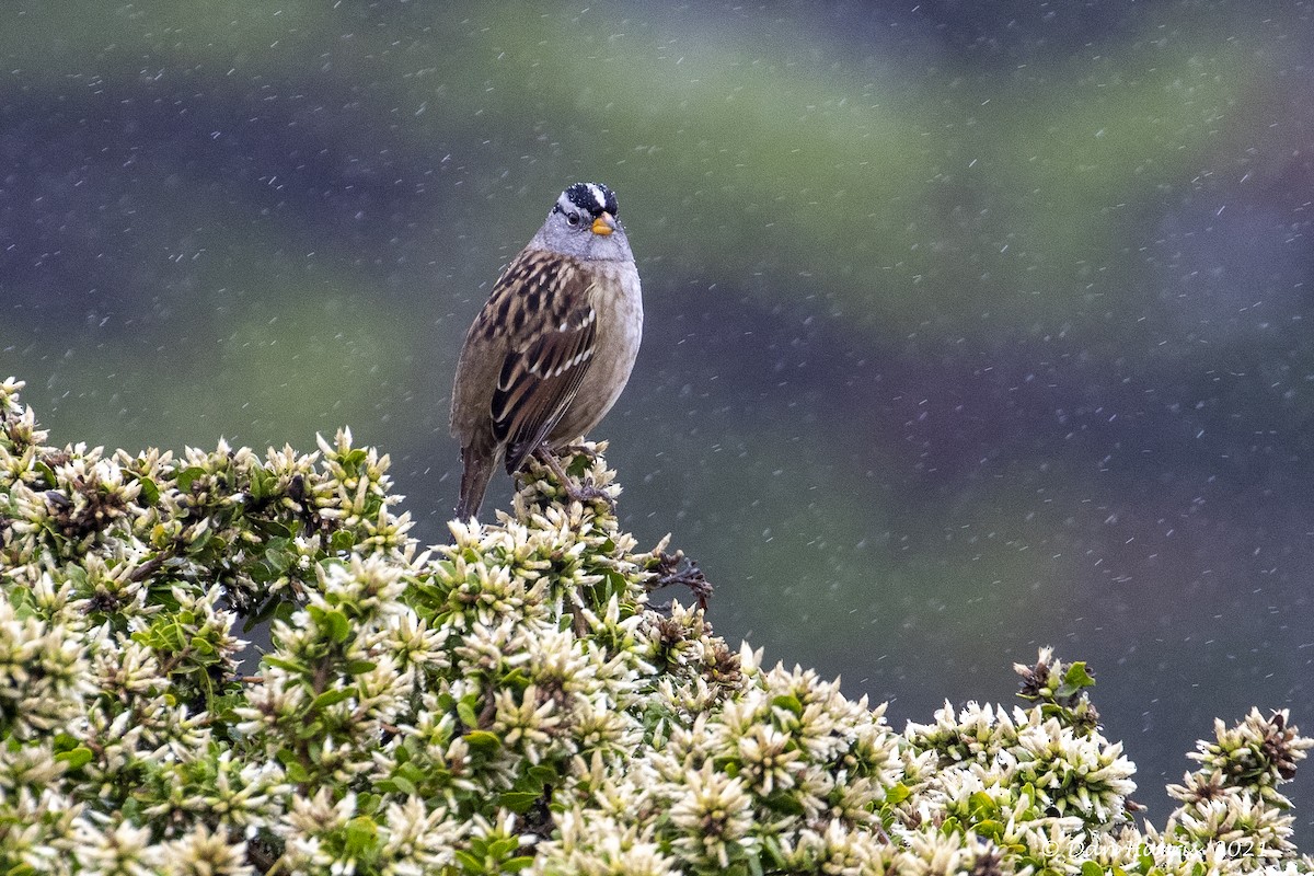White-crowned Sparrow (nuttalli) - Dan Harris