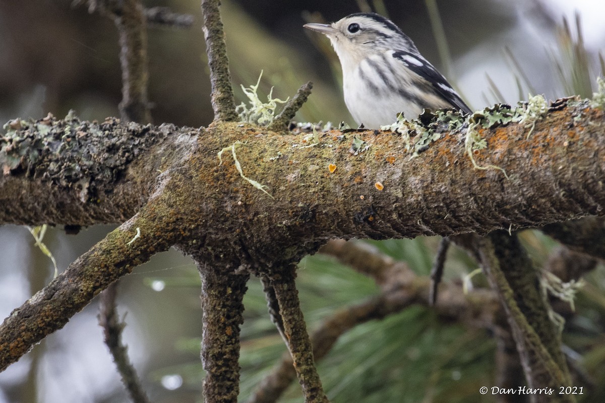 Black-and-white Warbler - ML373049881