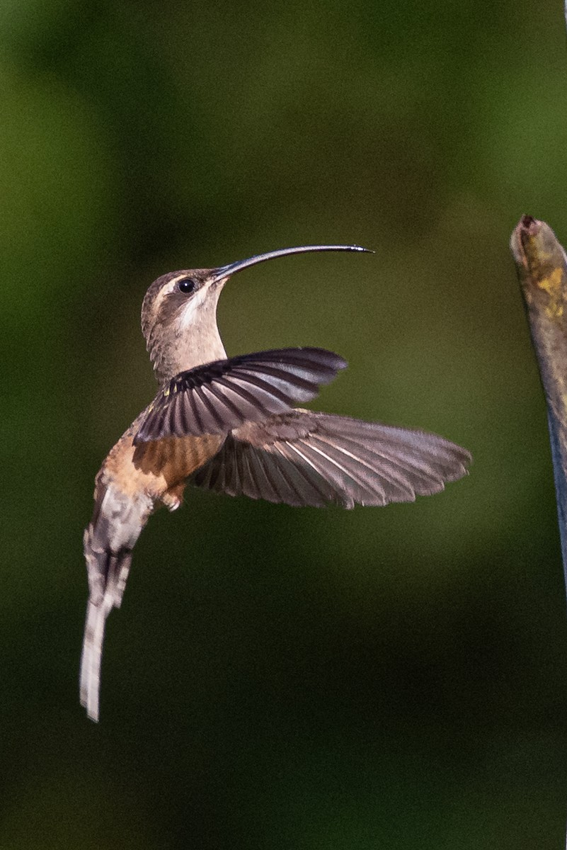 Long-tailed Hermit - ML373050301