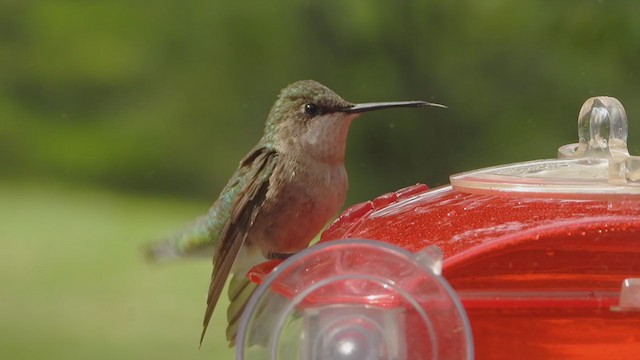 Ruby-throated Hummingbird - ML373054271