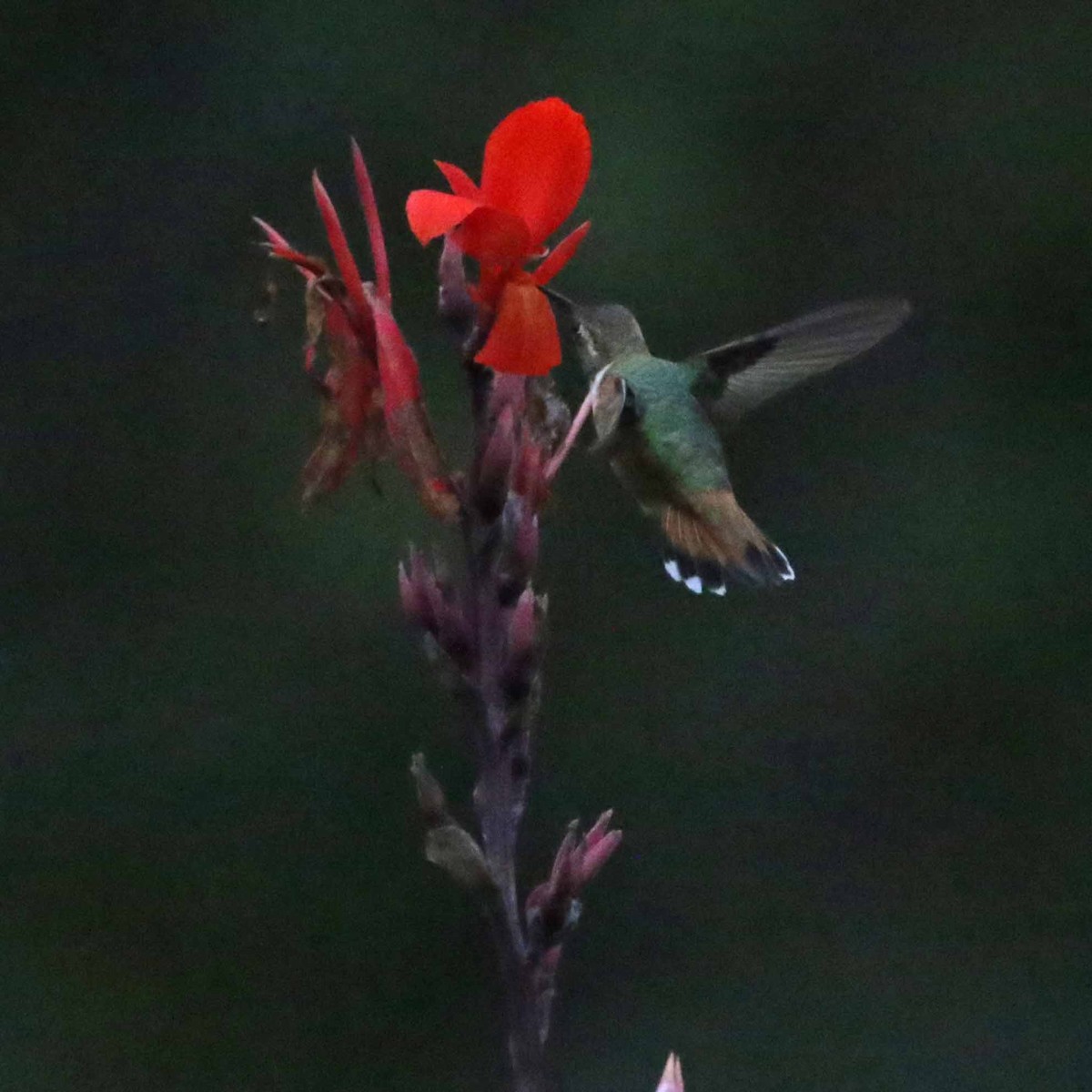 Rufous Hummingbird - ML37305451