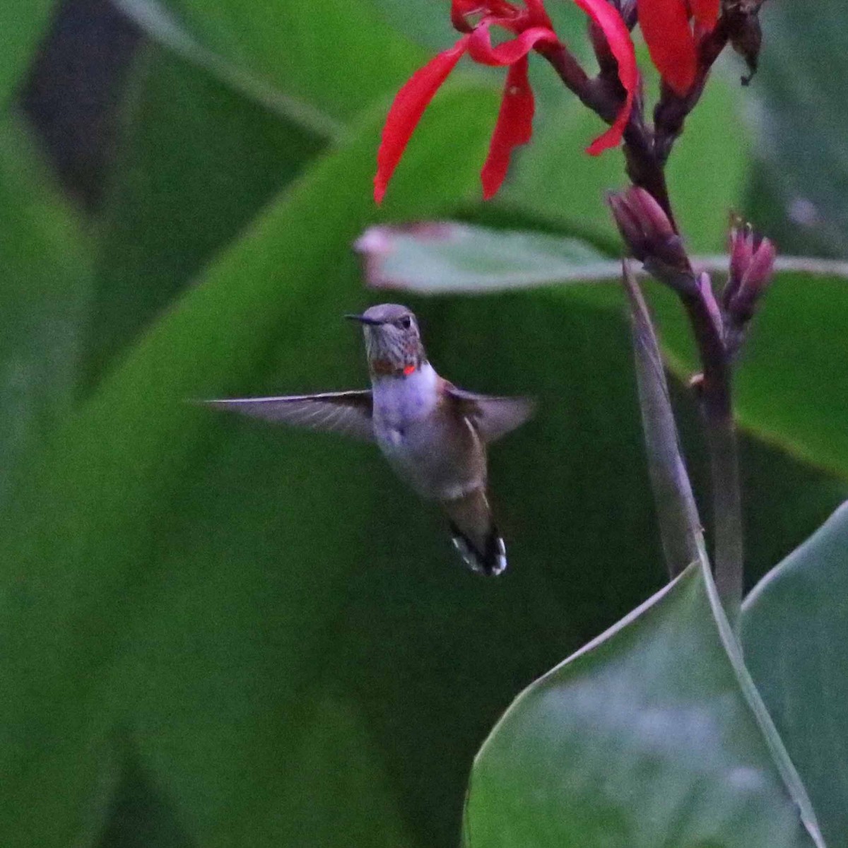 Rufous Hummingbird - ML37305461