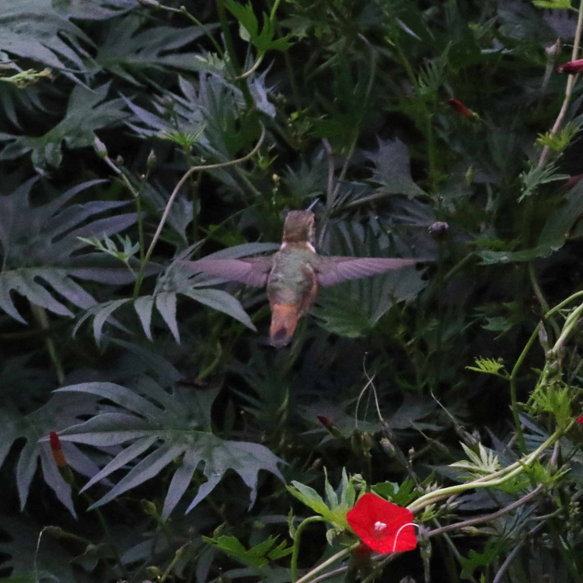 Rufous Hummingbird - ML37305471
