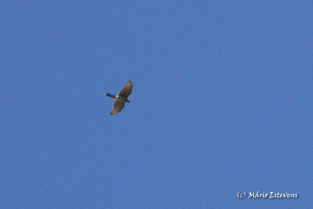 Eurasian Sparrowhawk - ML37305511