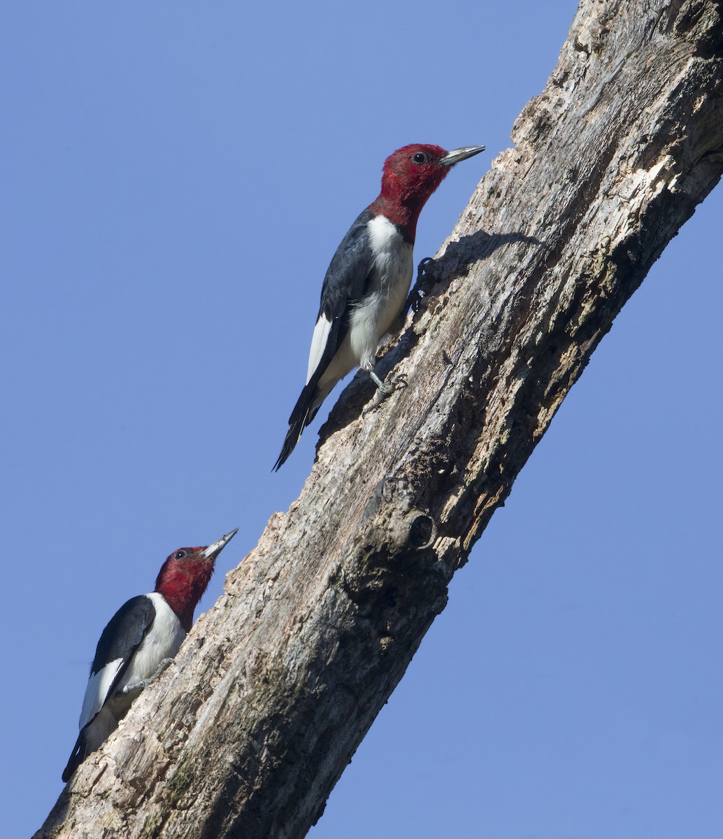 Red-headed Woodpecker - ML373057561