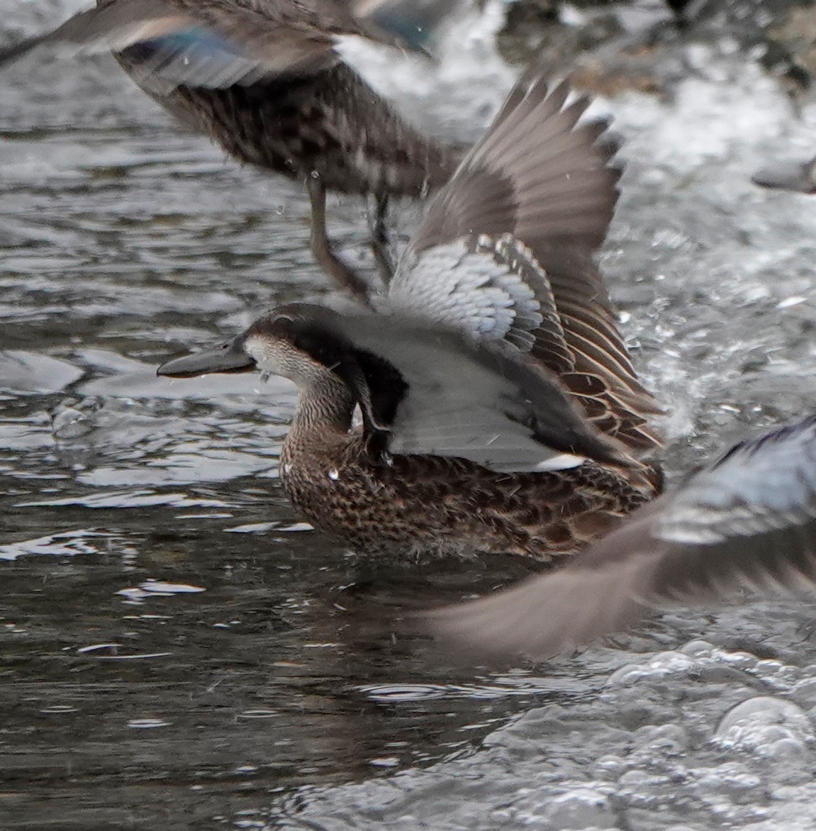 Blue-winged Teal - ML373057941