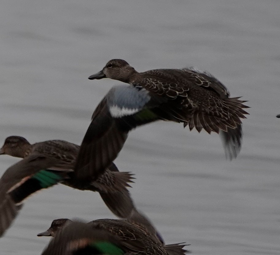 Blue-winged Teal - ML373058031