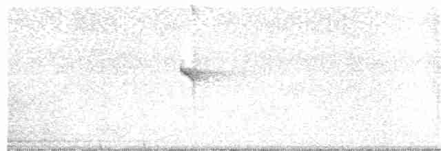 Белогузый колибри - ML373059631