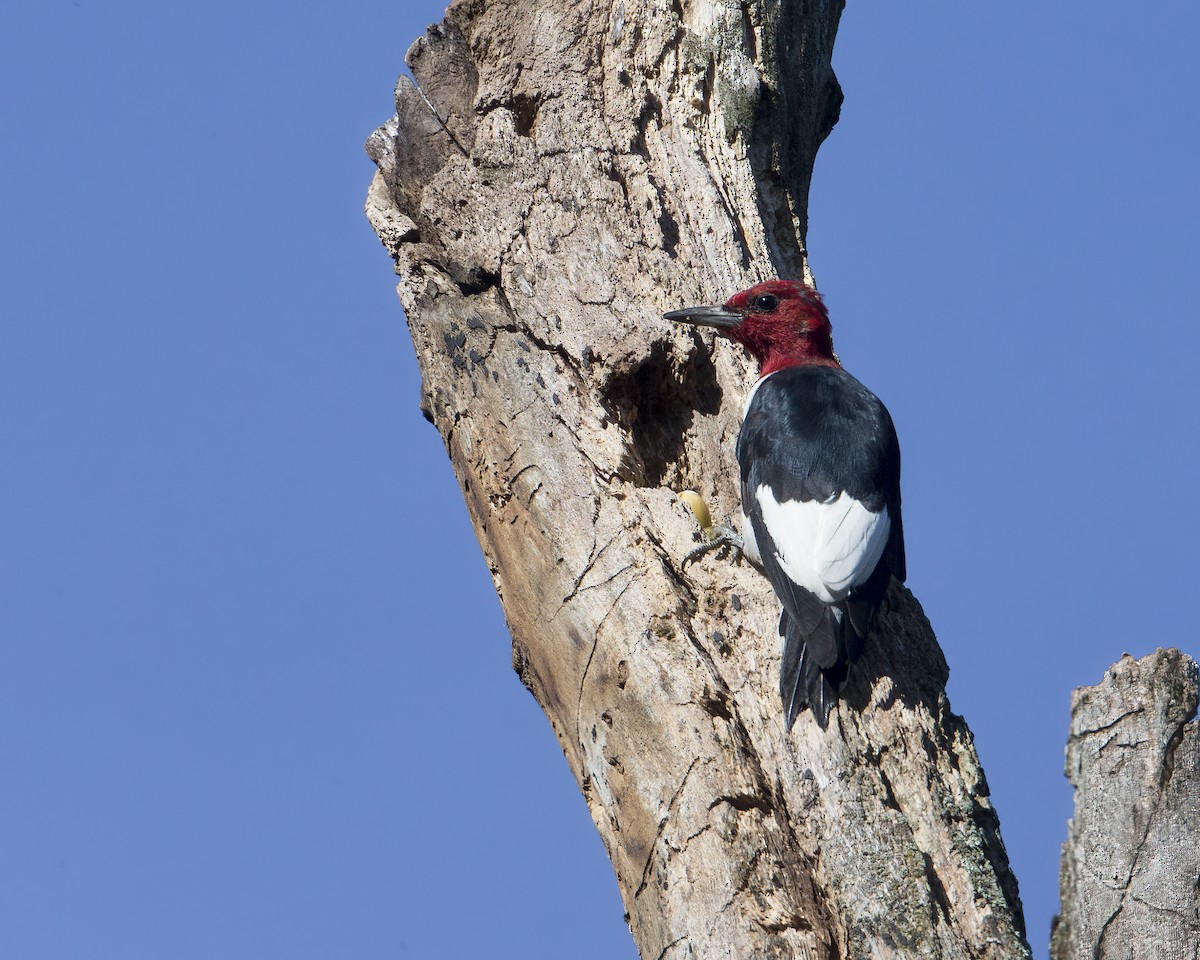 Red-headed Woodpecker - ML373059941