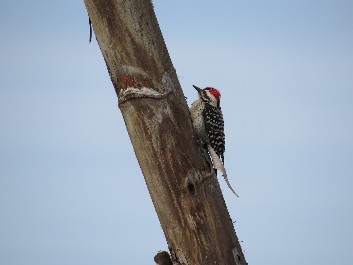Ladder-backed Woodpecker - Brian Wulker