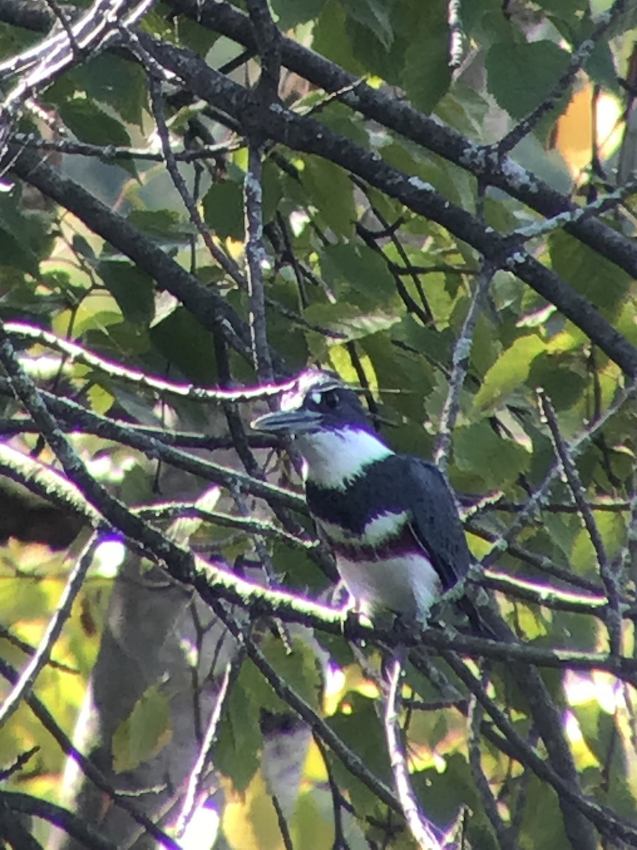 Belted Kingfisher - ML373065621