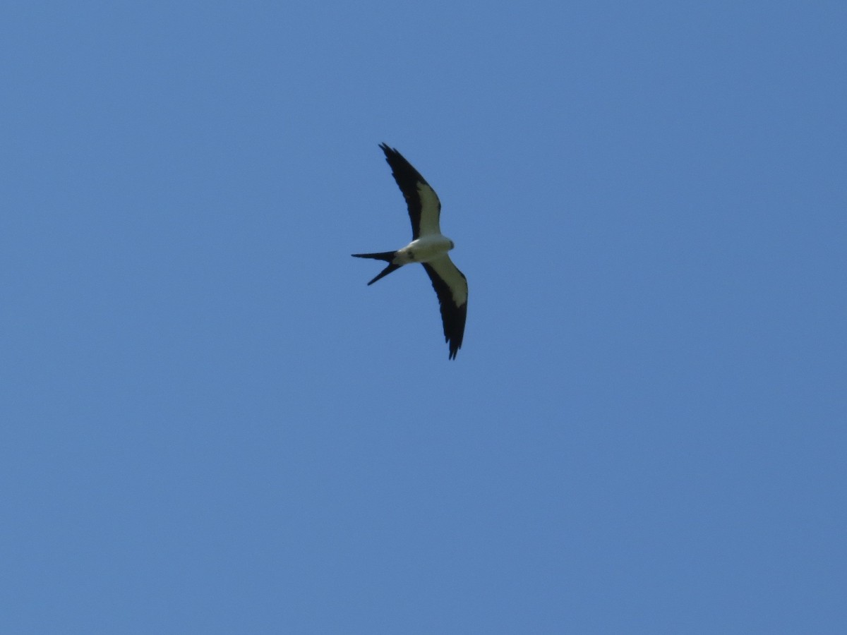 Swallow-tailed Kite - Brian Wulker