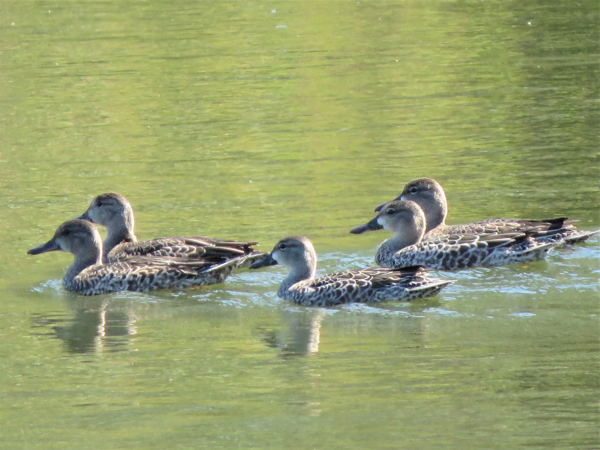 Blue-winged Teal - ML373071451