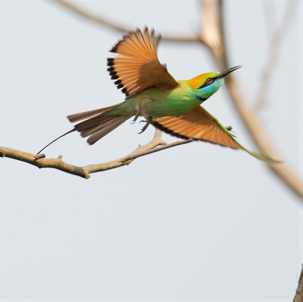 Asian Green Bee-eater - Werner Suter