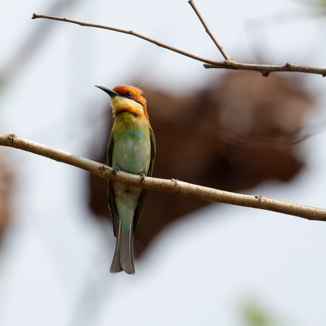 Chestnut-headed Bee-eater - ML373076741