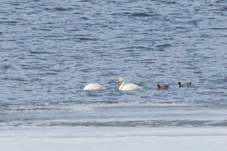 Tundra Swan (Bewick's) - Jukka Jantunen