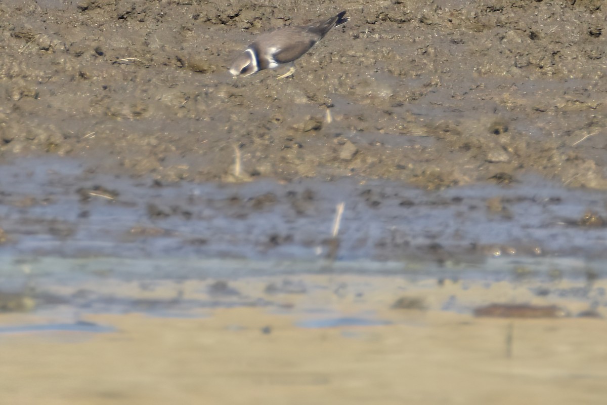 Common Ringed Plover - ML373088011